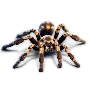 Tarantula C PNG image