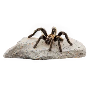 Tarantula On Rock PNG 76