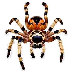 Tarantula Spider Png Ffv PNG image