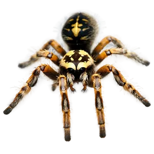 Tarantula Spider Png Npm45 PNG image