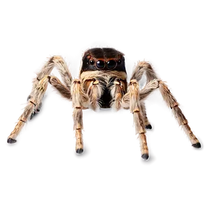 Tarantula Spider Png Qjg70 PNG image