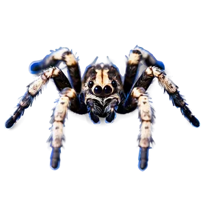 Tarantula Spiderling Brood PNG 06132024