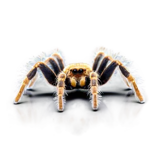 Tarantula Spiderling Brood PNG 06132024