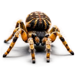 Tarantula Spiderling Brood PNG Guw67