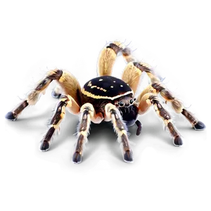 Tarantula With Eggs PNG 06132024