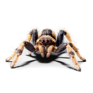 Tarantula With Prey Png Dmo23 PNG image