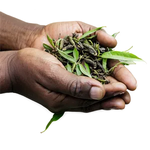 Tea Harvesting Hands PNG 05242024