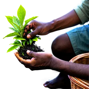Tea Harvesting Hands PNG Mmc27