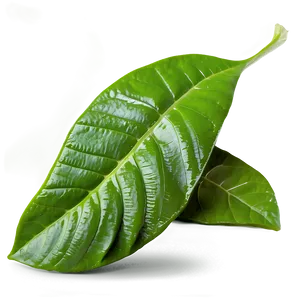 Tea Leaf Harvest PNG 05242024 PNG