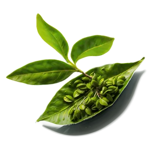 Tea Leaf Harvest PNG 30 PNG
