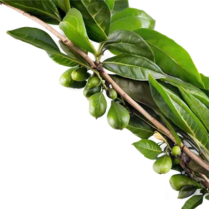 Tea Leaf Harvest PNG 71 PNG