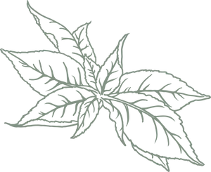Tea Leaf Sketch Art PNG