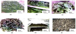 Tea Leaves Processing Stages PNG