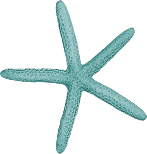 Teal_ Starfish_ Clipart PNG image