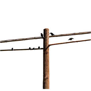 Telephone Pole With Birds PNG 06132024
