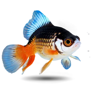 Telescope Eye Goldfish PNG 10 PNG