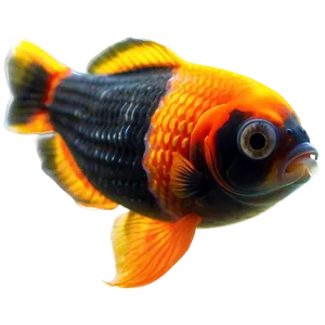 Telescope Eye Goldfish PNG 5