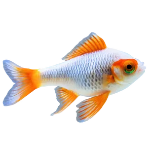 Telescope Eye Goldfish PNG Lho81 PNG
