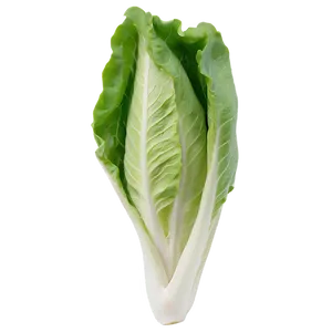 Tender Lettuce Png 05242024 PNG image