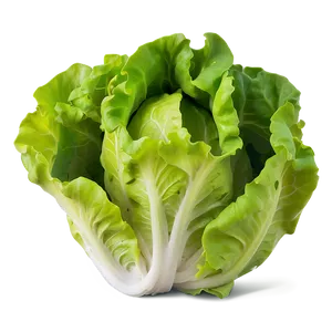 Tender Lettuce Png 28 PNG image