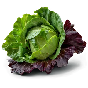 Tender Lettuce Png Cyn93 PNG image