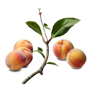 Tender Peach Motif Png Yqd52 PNG image