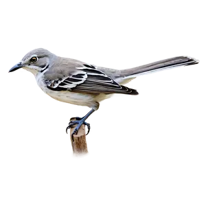 Tennessee State Bird Mockingbird Png 06122024 PNG image