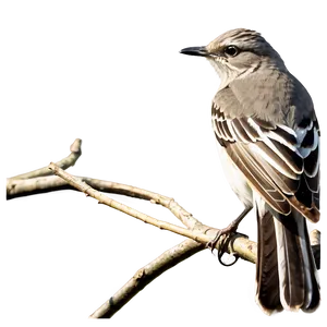 Tennessee State Bird Mockingbird Png Hxj99 PNG image