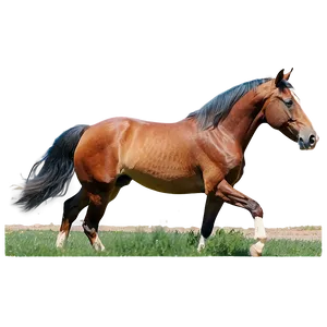 Tennessee Walking Horse Png 06122024 PNG image