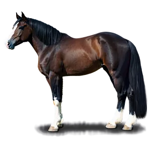 Tennessee Walking Horse Png Dnt21 PNG image