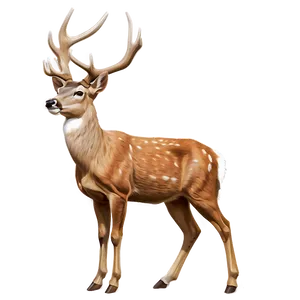 Tennessee Wildlife Deer Png 64 PNG image