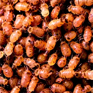 Termite Droppings Picture PNG 06292024