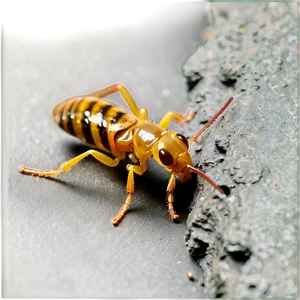 Termite Feeding Behavior PNG 3