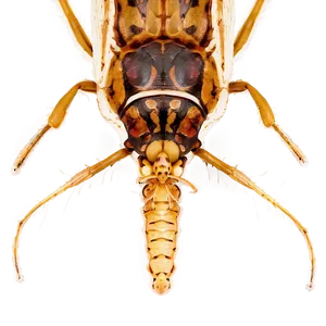 Termite Feeding Behavior PNG 61