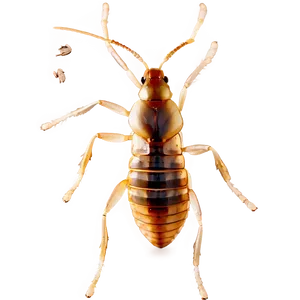 Termite Pest Control PNG 06292024