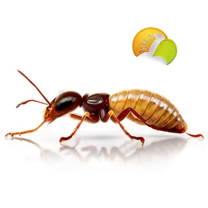 Termite Pest Control PNG Chn