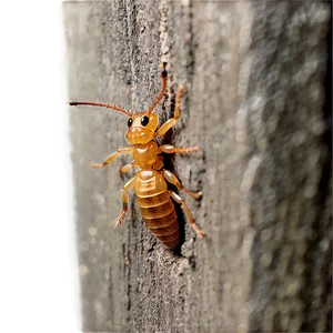 Termite Prevention Tips PNG Irr