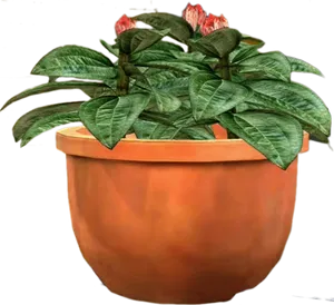 Terracotta Plant Potwith Flowering Plant PNG image