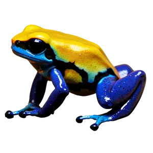 Territorial Poison Dart Frog PNG Nlm62 PNG