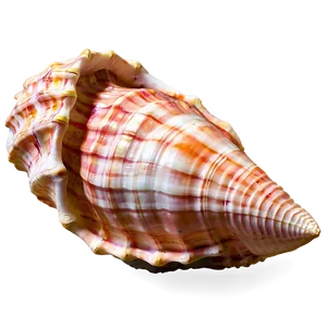 Textured Conch Shell PNG 06132024