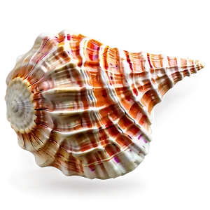 Textured Conch Shell PNG Gjl33 PNG