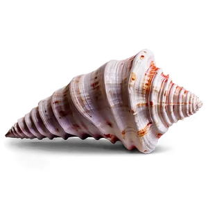 Textured Conch Shell PNG His