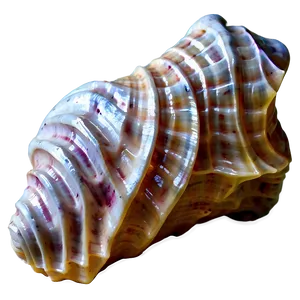 Textured Conch Shell PNG Xoo