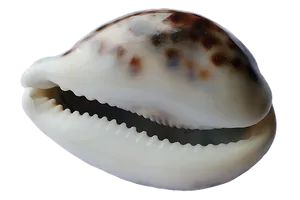 Textured Marine Shell Closeup PNG image