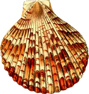 Textured Scallop Shell