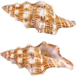 Textured Seashell Twin Display PNG image