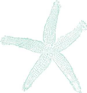 Textured Starfish Clipart Illustration PNG image