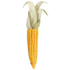 Thanksgiving Corn Decoration Png Uma67 PNG image