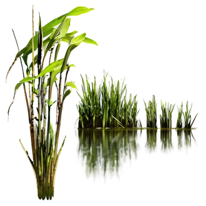 Thick Swamp Grass Png 1 PNG image