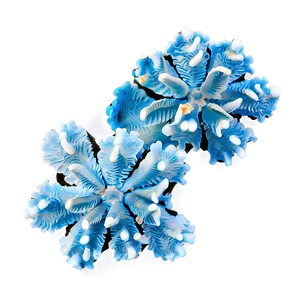 Threatened Coral Species PNG 05242024